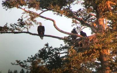 Birding at Between Beaches Alaska